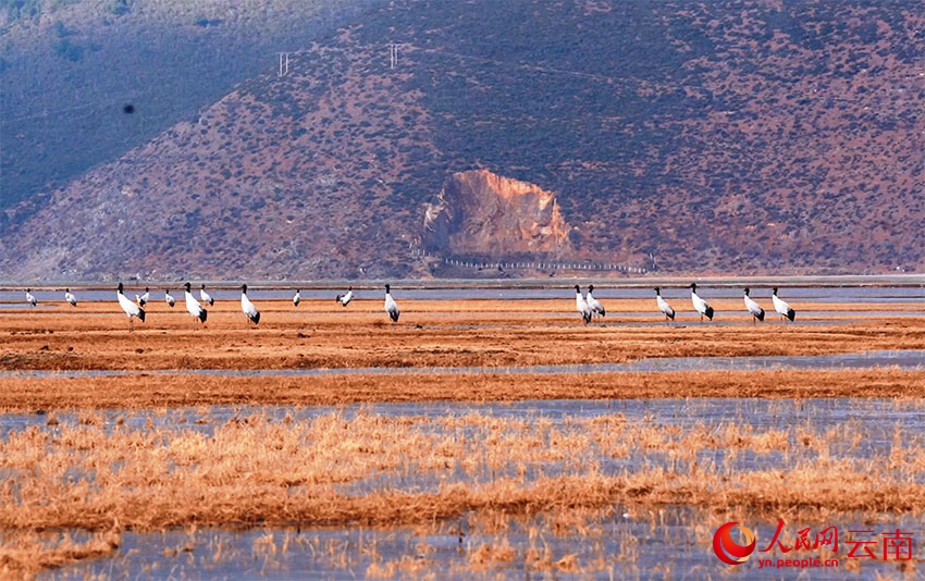 香格里拉納帕海濕地的黑頸鶴。和志榮攝
