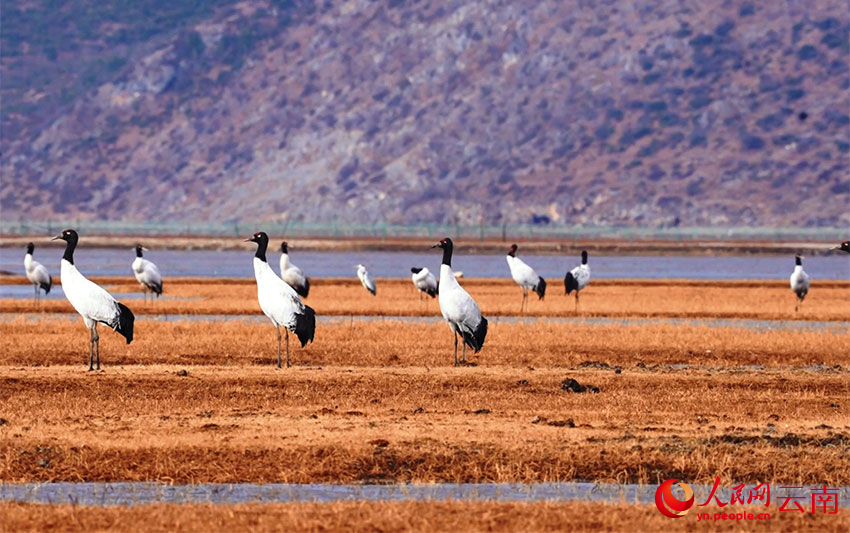香格里拉納帕海濕地的黑頸鶴。李曉東攝