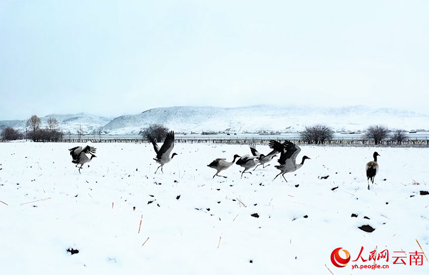 香格里拉納帕海濕地的黑頸鶴。趙旭燕攝