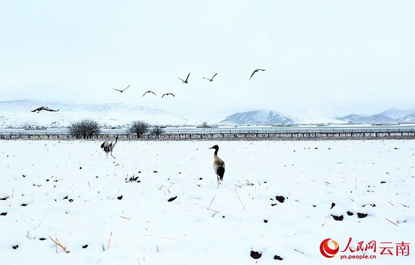 香格里拉納帕海濕地的黑頸鶴。趙旭燕攝