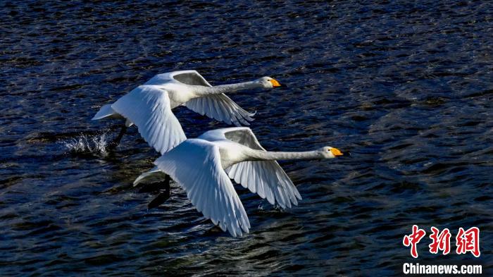 圖為兩只大天鵝。　嚴桉 攝