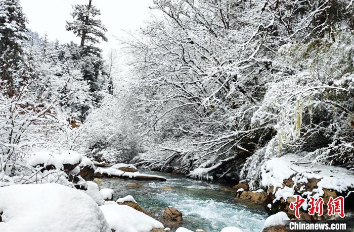大熊貓國家公園王朗片區(qū)春雪如畫，宛若仙境?！×_春平 攝