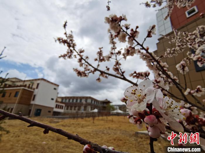 青海：初春遇降雪，百里不同“風(fēng)”