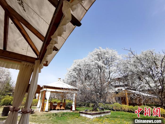 圖為梨花?！?zhí)砀?攝