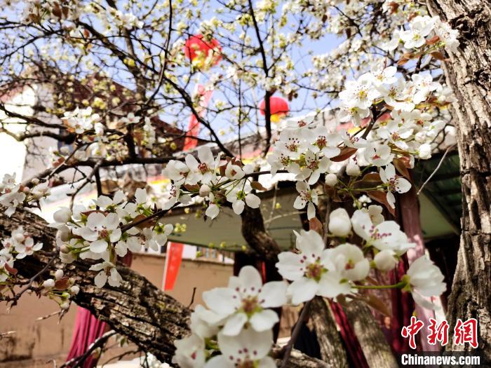 青海尖扎噶達(dá)莊園：百年“后花園”梨花盛開，舉目皆春色
