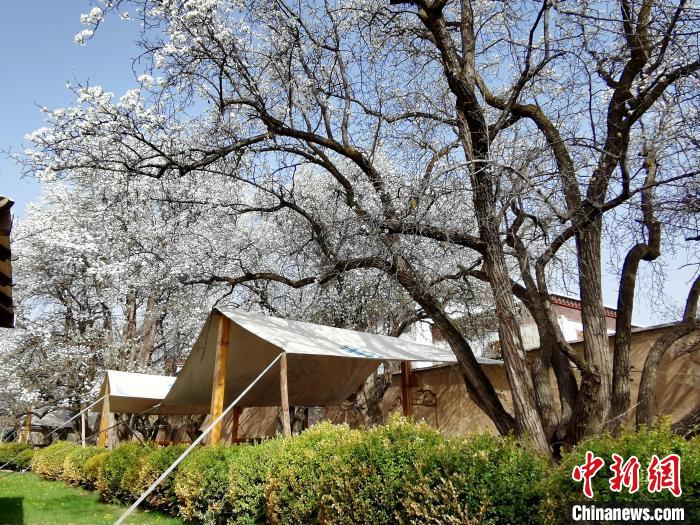 圖為尖扎噶達(dá)莊園內(nèi)的梨花?！?zhí)砀?攝