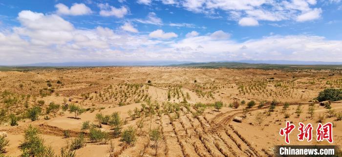 資料圖為貴南縣黃沙頭的防沙治沙草方格?！∑钤鲚?攝