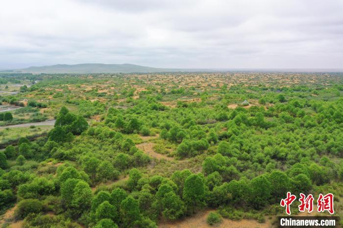 資料圖為航拍黃沙頭防沙治沙區(qū)植被?！∑钤鲚?攝