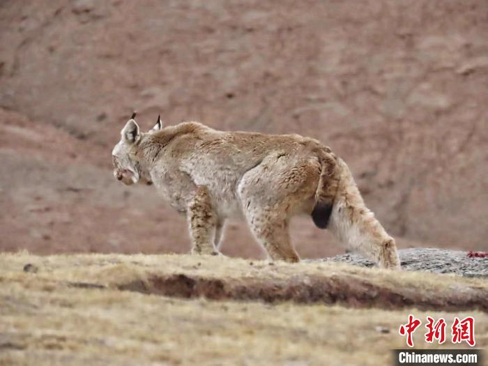 圖為三江源國(guó)家公園長(zhǎng)江源園區(qū)內(nèi)的野生猞猁。　格加 攝