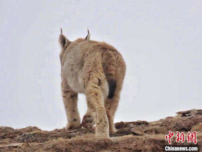 圖為三江源國(guó)家公園長(zhǎng)江源園區(qū)內(nèi)的野生猞猁?！「窦?攝