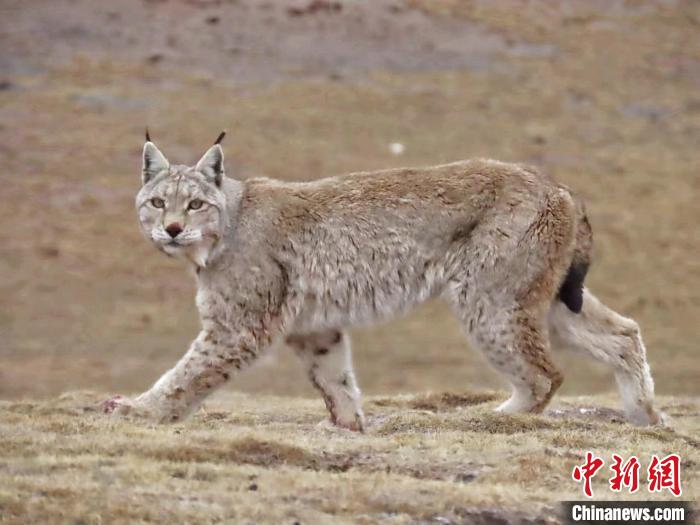 圖為三江源國(guó)家公園長(zhǎng)江源園區(qū)內(nèi)的野生猞猁。　格加 攝