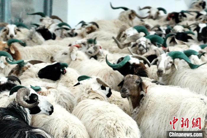 圖為被評為國家農(nóng)產(chǎn)品地理標(biāo)志保護(hù)產(chǎn)品的剛察藏羊進(jìn)場入圈。　蔡志睿 攝