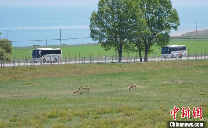 圖為成群普氏原羚在草場(chǎng)上愜意覓食，悠閑自在?！●R銘言 攝