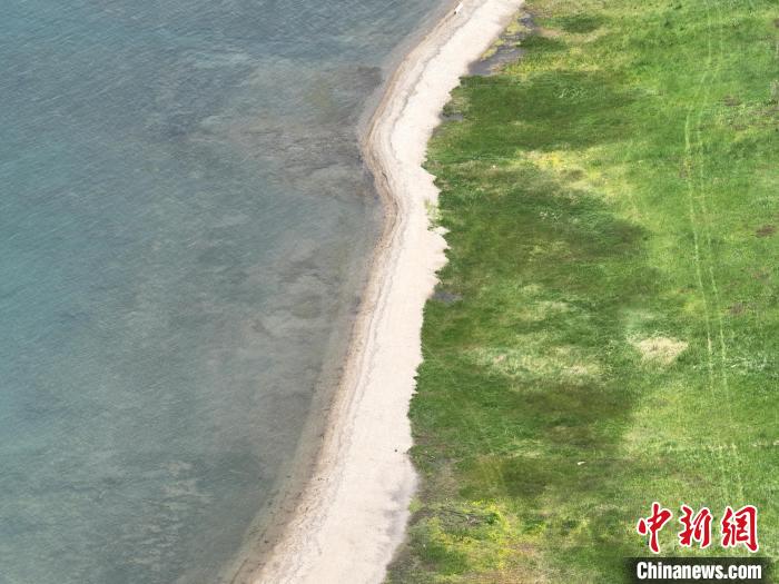圖為航拍仲夏時(shí)節(jié)，青海湖畔綠茵如毯?！∑钤鲚?攝
