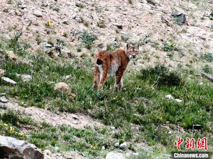 圖為猞猁回眸?！∠蛭能?攝