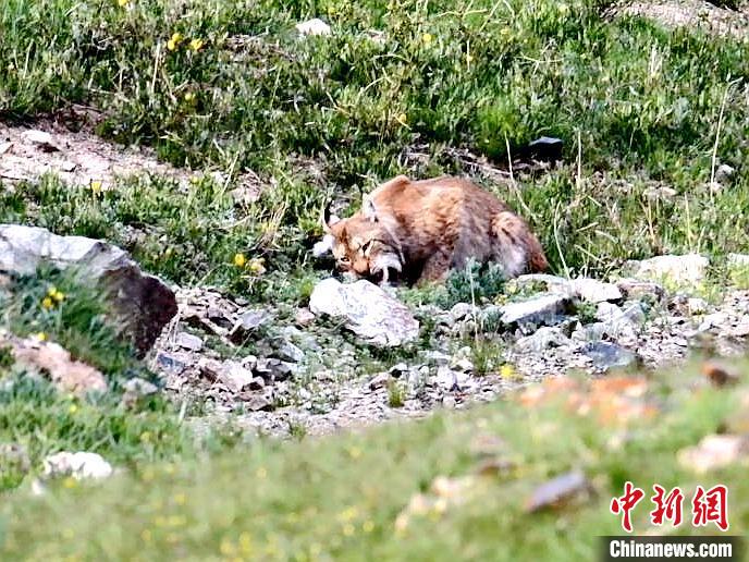 圖為猞猁正在進食?！∠蛭能?攝