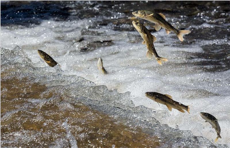 湟魚洄游。才旦桑吾攝