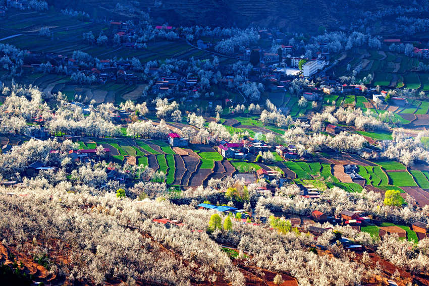 大金川上看梨花，梨云悠悠，滿山遍野潔白一片。金川縣供圖