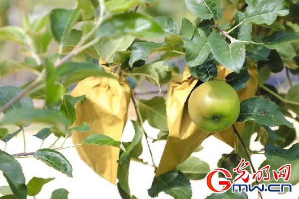 我們的家園｜小蘋(píng)果帶動(dòng)大產(chǎn)業(yè)，帶你看看這座阿壩州小村的鄉(xiāng)村振興新模式