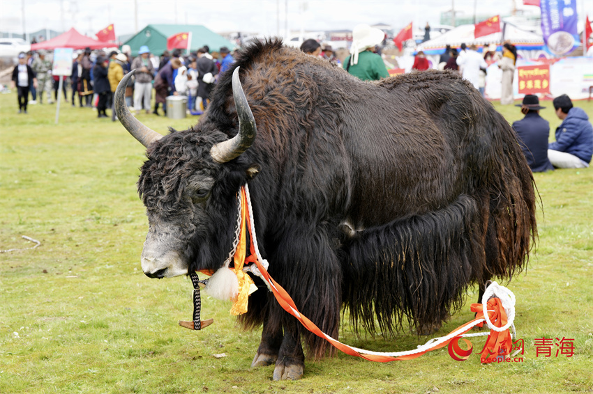 澤庫牦牛評比展示。人民網(wǎng) 陳明菊攝