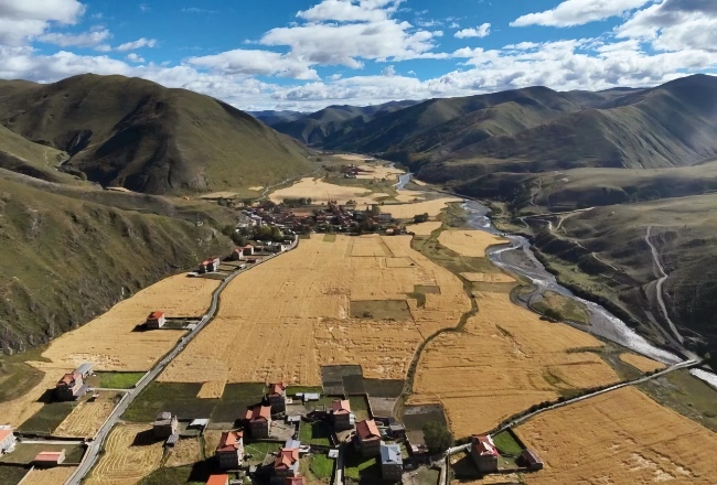 成熟的青稞。雅江縣委宣傳部供圖