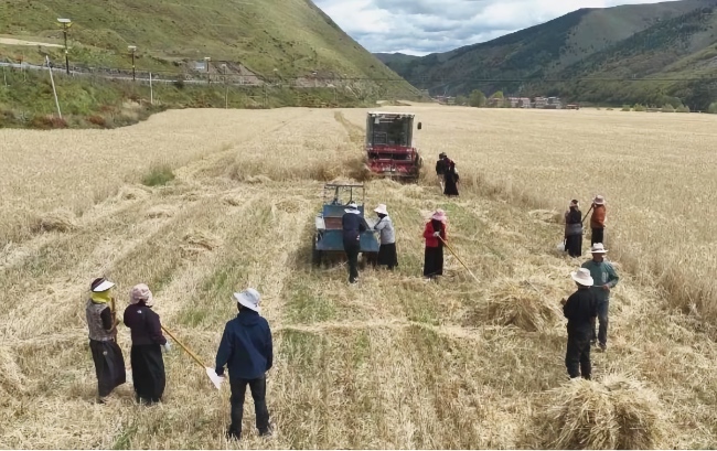 秋收現(xiàn)場。雅江縣委宣傳部供圖