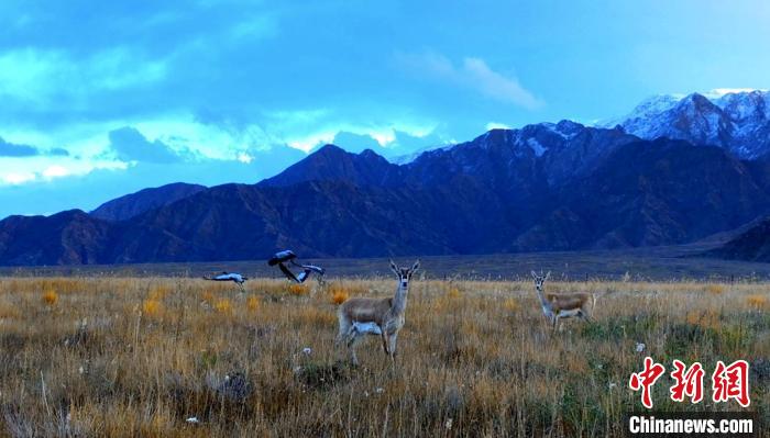 黑頸鶴、鵝喉羚多種野生動(dòng)物“同框”現(xiàn)身青海都蘭湖國(guó)家濕地公園