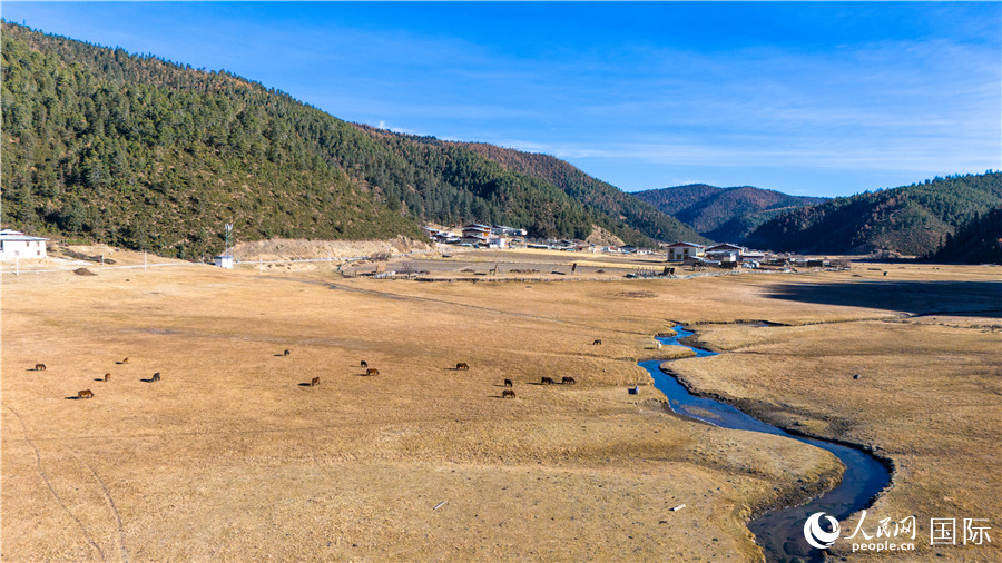 香格里拉國家公園內的高山草甸。人民網記者 虎遵會攝