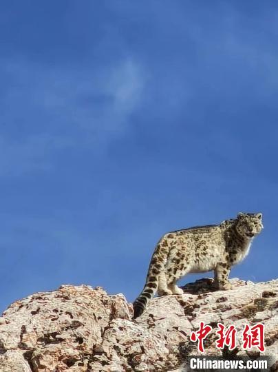 雪豹“巡山”！黃河源頭生態(tài)管護員近距離偶遇雪豹