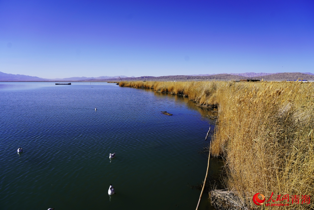 可魯克湖秋色如畫。人民網(wǎng) 陳明菊攝