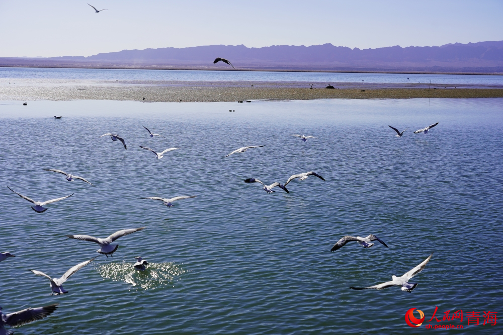 可魯克湖水鳥(niǎo)群飛。人民網(wǎng) 陳明菊攝