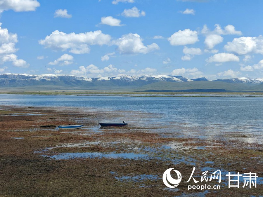 夏日的尕海湖風(fēng)情萬種。人民日報記者 銀燕攝