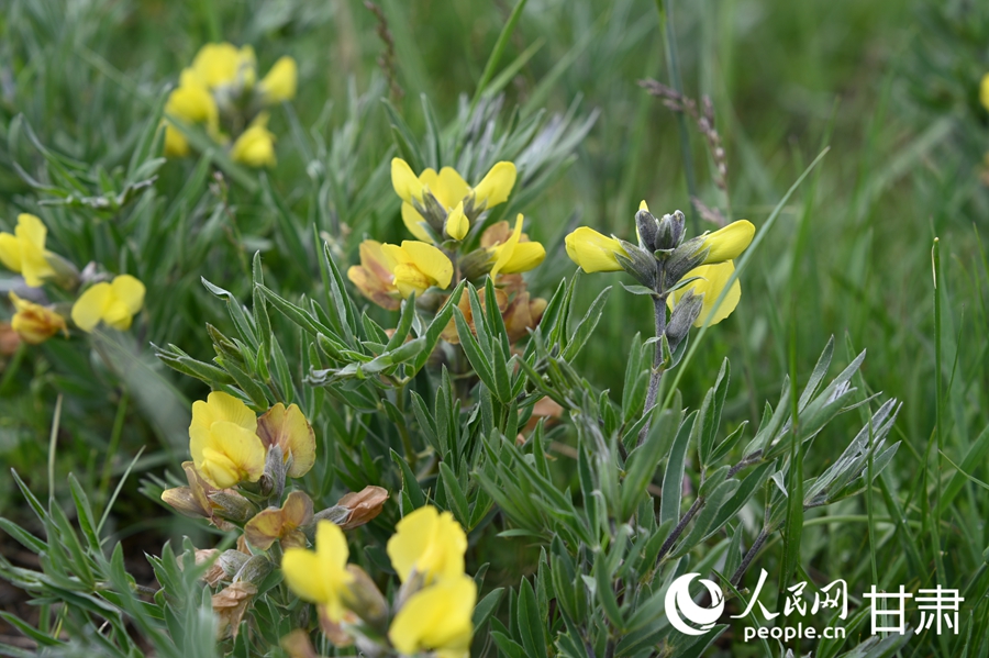 甘肅夏河：夏日草原牧歌悠揚(yáng)【9】