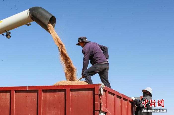 青海貴南：萬畝小麥進(jìn)入收割季