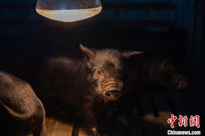 圖為藏豬被稱為“高原之珍”，以口感佳、營(yíng)養(yǎng)價(jià)值高而聞名?！『闻罾?攝