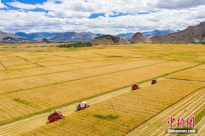 資料圖：西藏日喀則市江孜縣紫金鄉(xiāng)努堆村村民利用收割機(jī)收青稞。<a target='_blank' ><p  align=