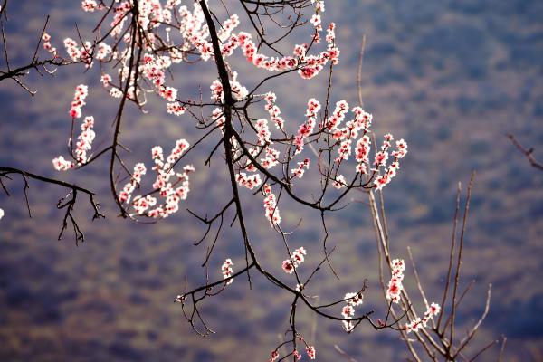 世外桃源！一組圖告訴你，西藏林芝桃花能有多美