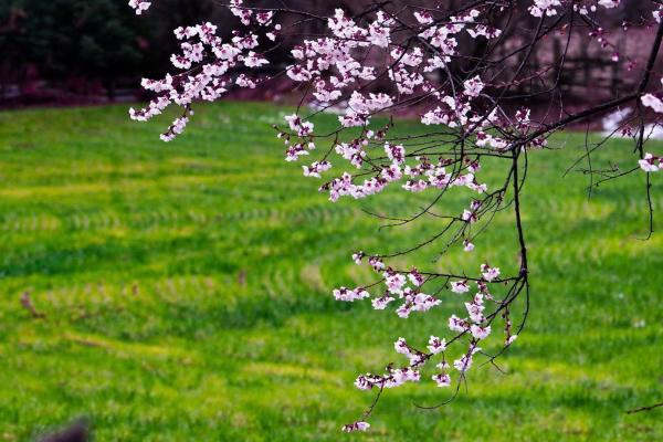 世外桃源！一組圖告訴你，西藏林芝桃花能有多美