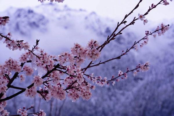 世外桃源！一組圖告訴你，西藏林芝桃花能有多美