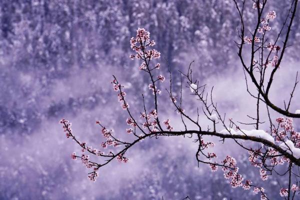 世外桃源！一組圖告訴你，西藏林芝桃花能有多美