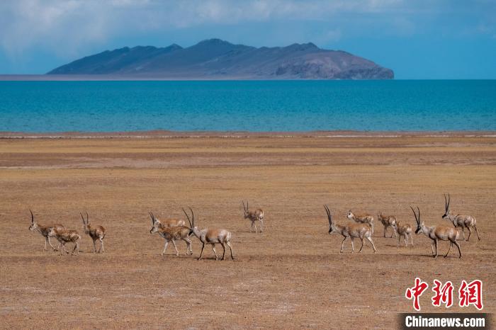 圖為西藏第一大湖色林錯(cuò)湖畔的藏羚羊群休閑覓食?！〗w波 攝