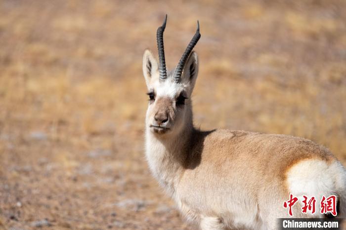 圖為西藏藏原羚，藏原羚是青藏高原特有種，也被稱為西藏黃羊。　江飛波 攝