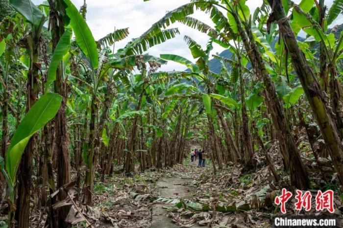 墨脫公路沿線的芭蕉林。