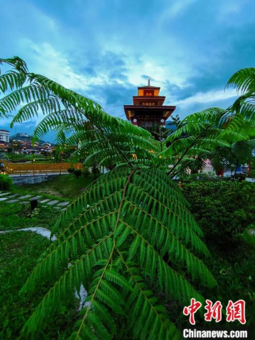 墨脫縣城公園里的桫欏。