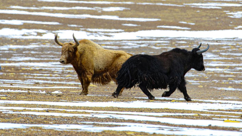 野牦牛。金阿次仁攝