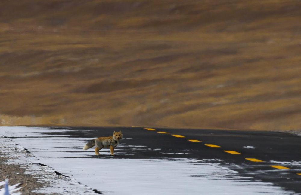 藏狐。金阿次仁攝