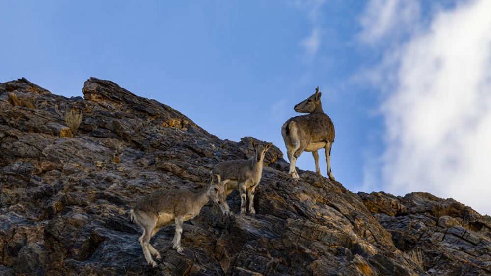 巖羊。金阿次仁攝
