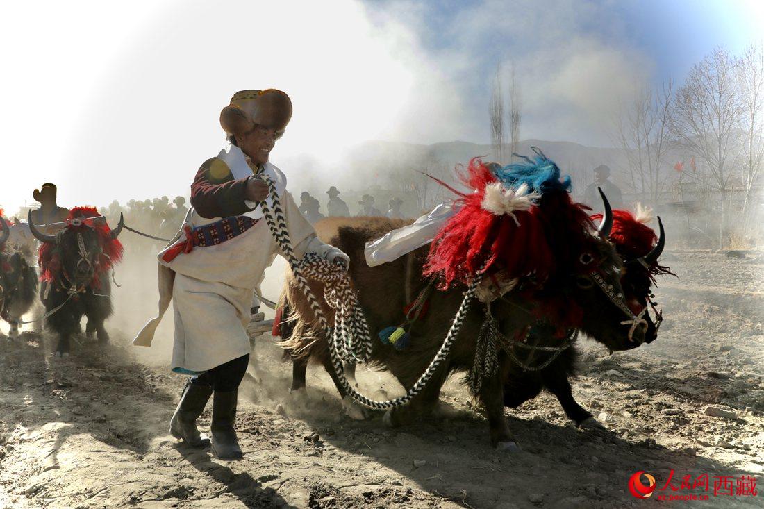 山南市扎囊縣扎其鄉(xiāng)孟卡榮村迎來春耕第一犁。人民網(wǎng) 次仁羅布攝