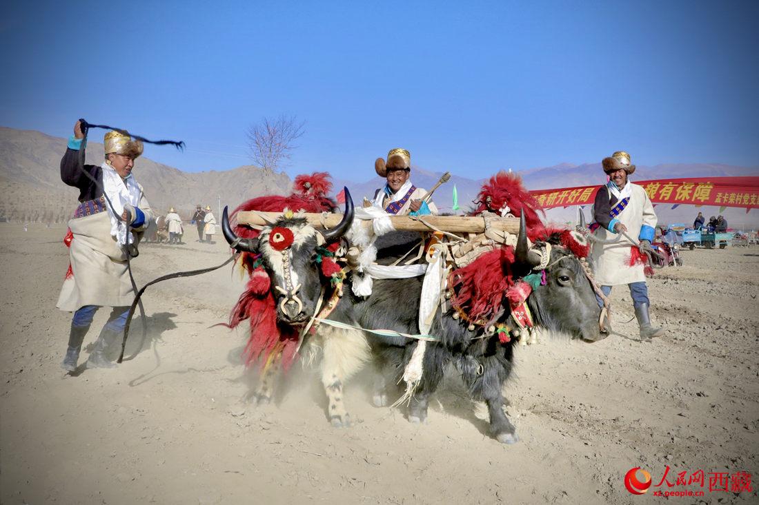 在過去漫長的歲月里，牦牛是農(nóng)耕的主力，“二牛抬杠”代表了一個時代。人民網(wǎng) 次仁羅布攝