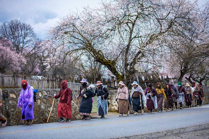下雨了，漫步在桃花下的村民。張靜攝